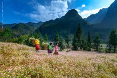 Ha Giang Insight  - Private Tour  4 days 3 nights